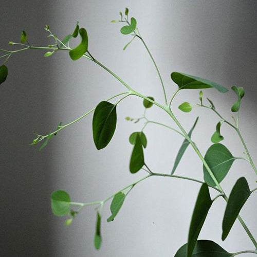 Sustainability and sustainable fashion